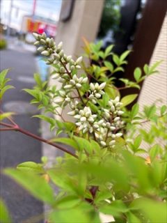 南天の効果！