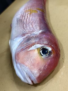 艶々な食材たち