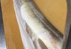 今日は２部制！