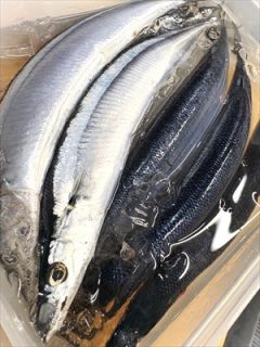 新さんま塩焼き　今宵も！