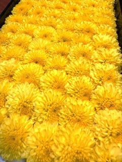 重陽の節句
