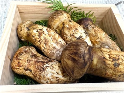 暑さも今日までかな？