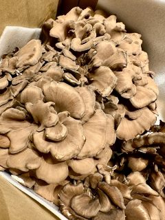 今宵のコース料理