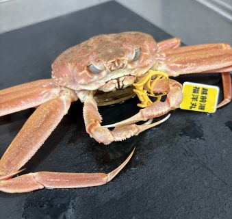 今日は　越前の香箱！