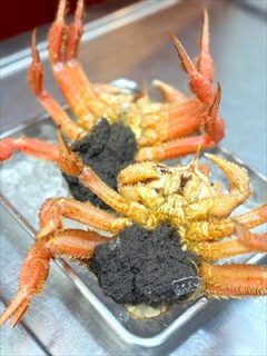 鳥取産　毛蟹メス