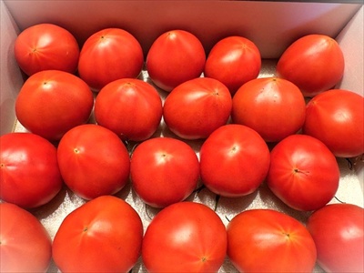 冷たい雨の　ひな祭り