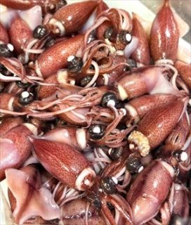 豊漁！　ほたるいか